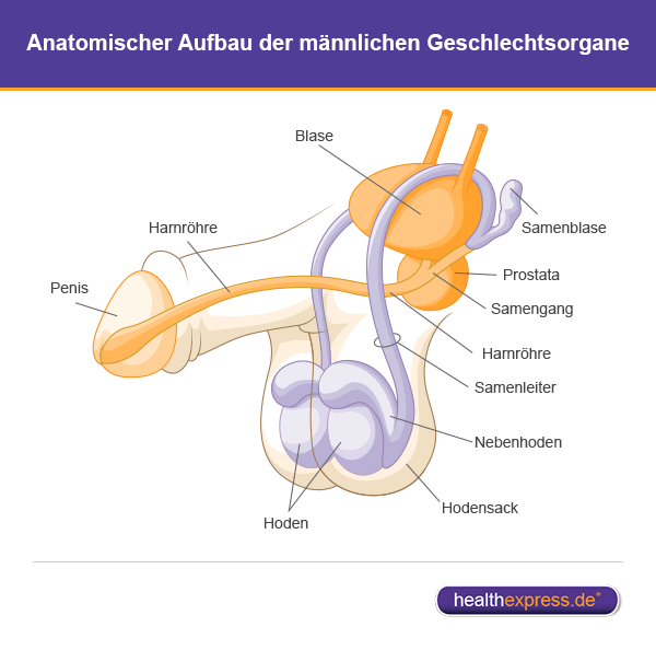 Nach Prostata-Operation: Impotenz?